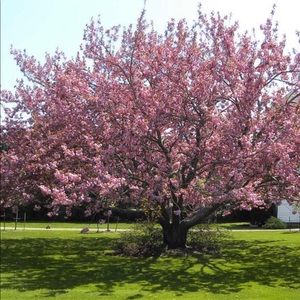 Meet your Posher, Jerlene